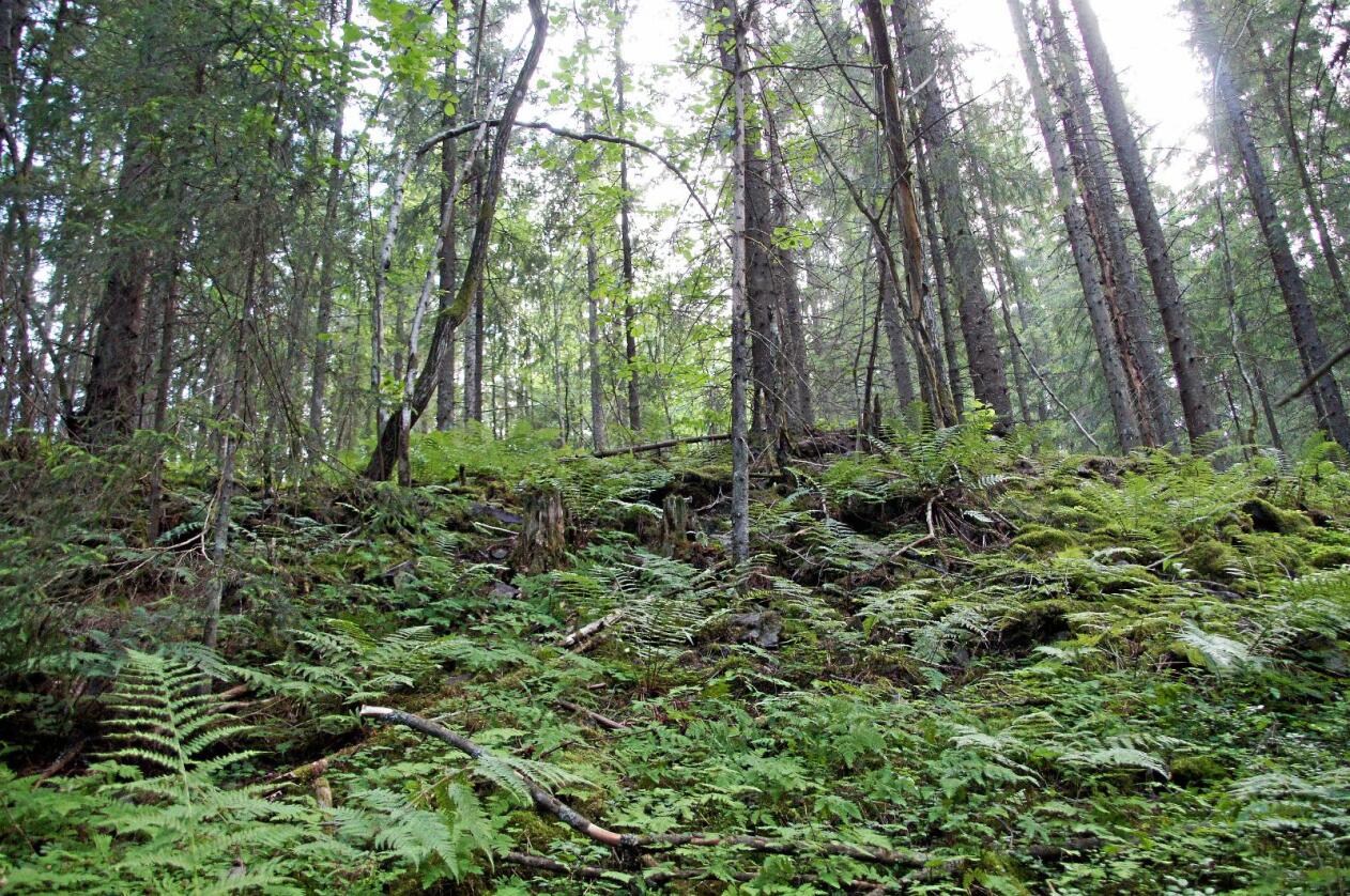 Kritisk: Om lag en tredjedel av skogens arter er avhengige av død ved, skriver kronikkforfatterne. Foto: Erik Vestgård