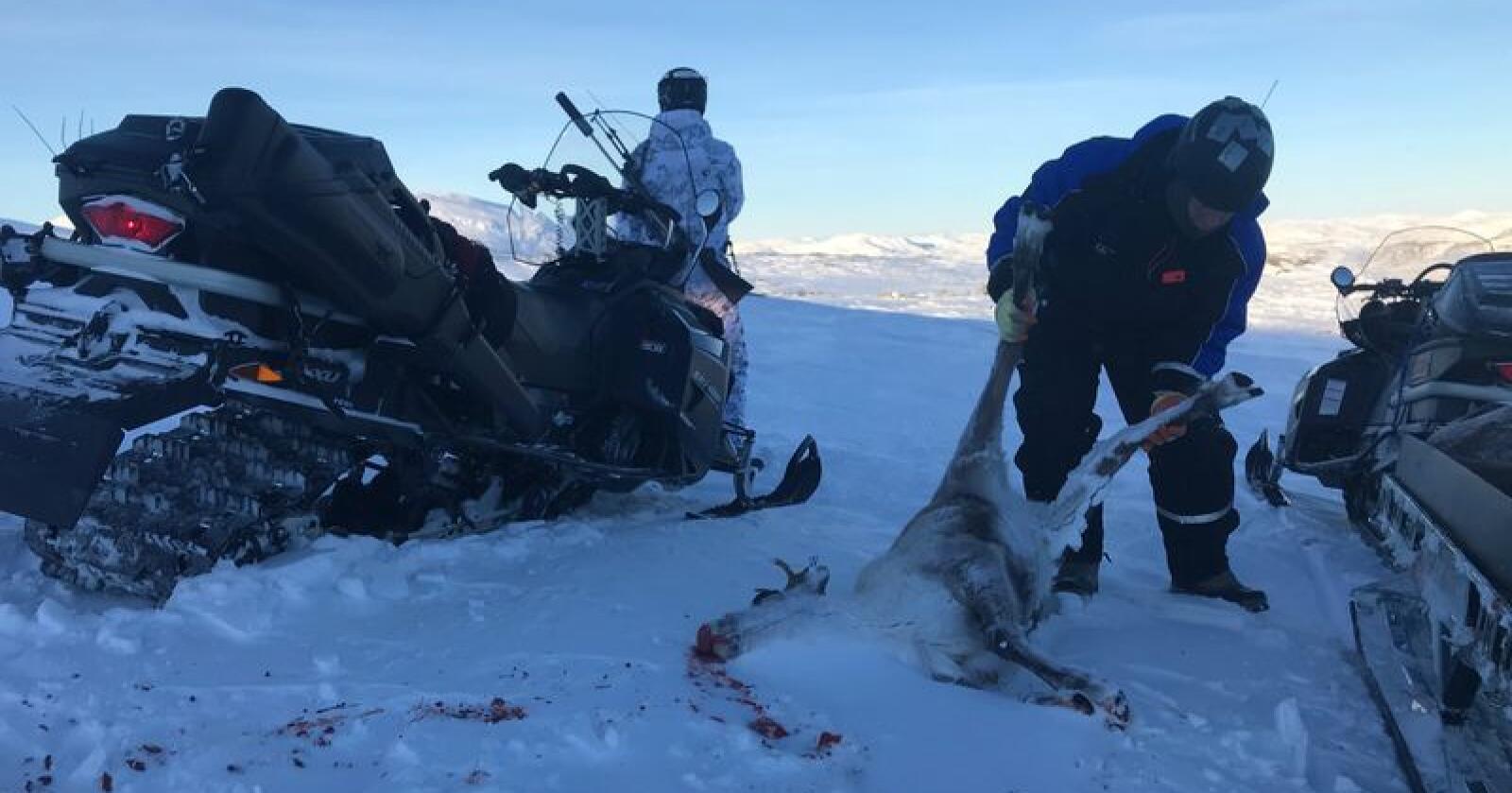 Etter seks uker med statlig jakt av villrein i Nordfjella i vinter var 531 dyr felt. Da gjensto fremdeles om lag 1.000 rein i stammen, som skal utryddes helt. Foto: Sondre Dalaker / NRK / NTB scanpix