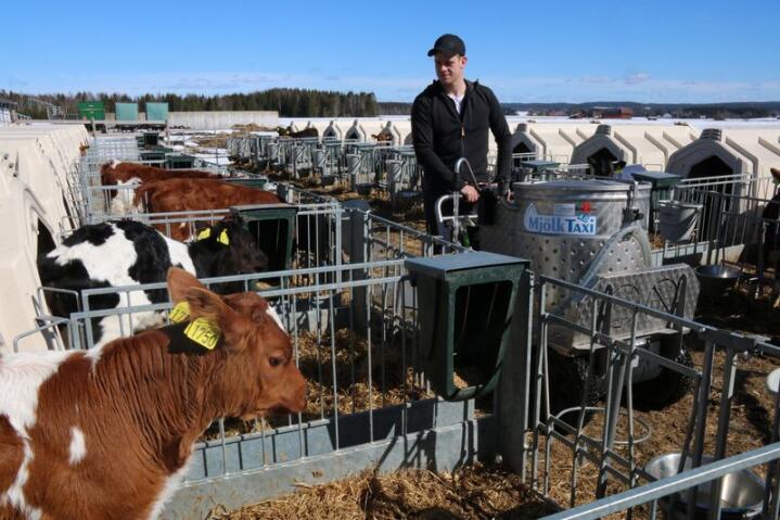 Erling Reinfjord valgte å flytte kalvene ut i kalvehytter i forsøket på å få bukt med kalvehelseproblemene. Foto: Dag Idar Jøsang