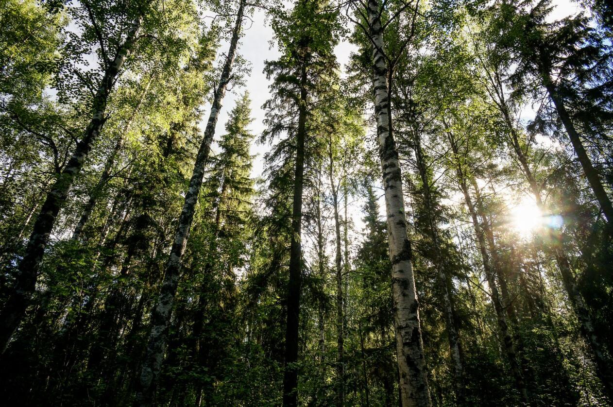 Et stort skogsreservat på flere titalls kvadratkilometer og variert topografi vil kunne tåle en stormnatt, skriver Sigmund Hågvar. Foto: Mostphotos