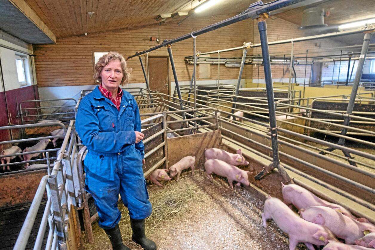 Uklokt: Svinebonde Kristin Ianssen seier det er uklokt å fjerne eit av dei viktigaste reguleringstiltaka for svin. Foto: Vidar Sandnes