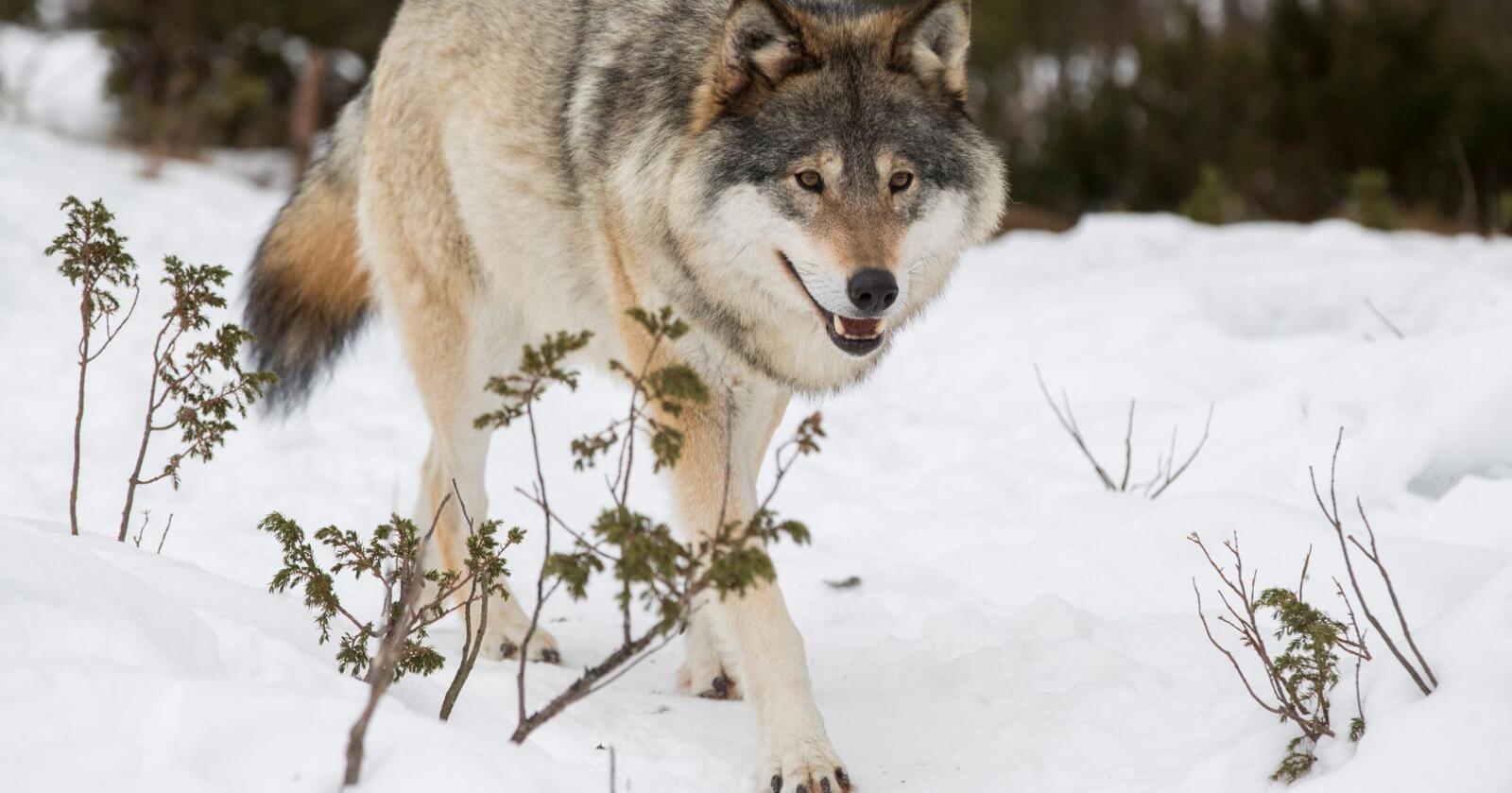 Svenske myndigheter har vedtatt å felle ulvene i tre grenserevirer. Foto: Heiko Junge / NTB