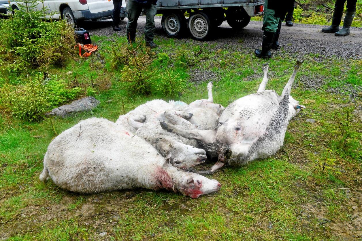 Tap: Ulv har de siste ukene drept sauer på beite. Foto: Mariann Tvete