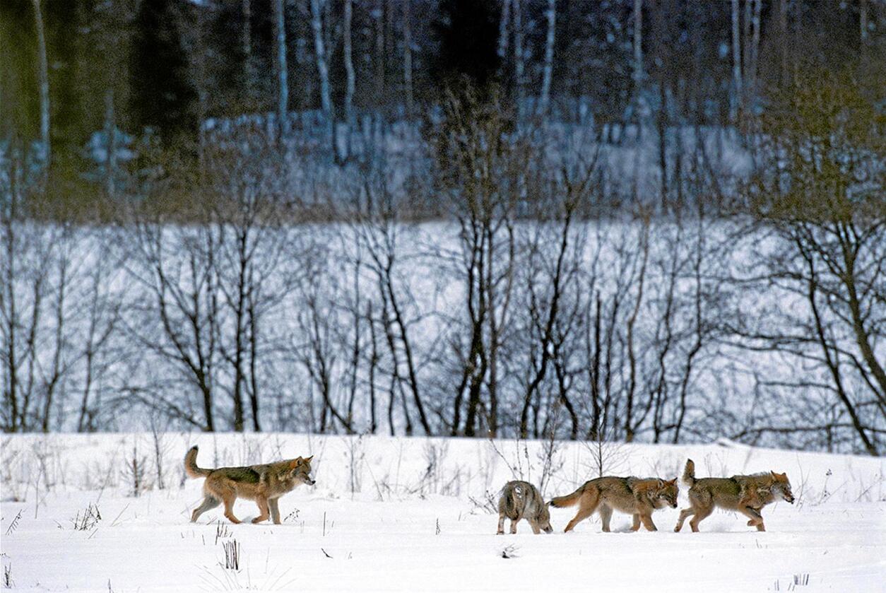 Norsk ulv. Foto: Staffan Widstrand