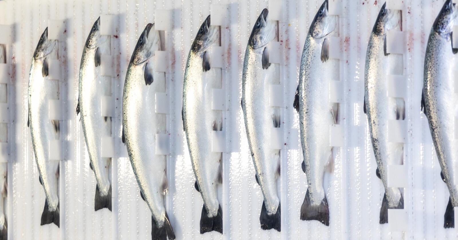– 95 prosent av fiskefôret i norsk oppdrettsnæring er basert på import fra andre siden av kloden. Vi må bli mer selvforsynte, sier professor ved NMBU, Margareth Øverland. Illustrasjonsfoto: Mostphotos