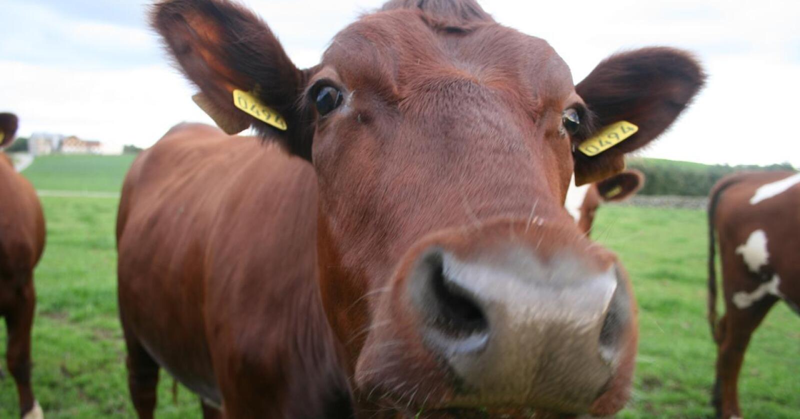 Kostnadsvekst: Trass i at betalinga for mjølk og kjøtt har gått opp i løpet av vinteren vil inntektene til mange husdyrbønder stupe i år, viser ny utrekning. Økonom ventar store utfordringar i jordbruksoppgjeret. Foto: Bjarne Bekkeheien Aase