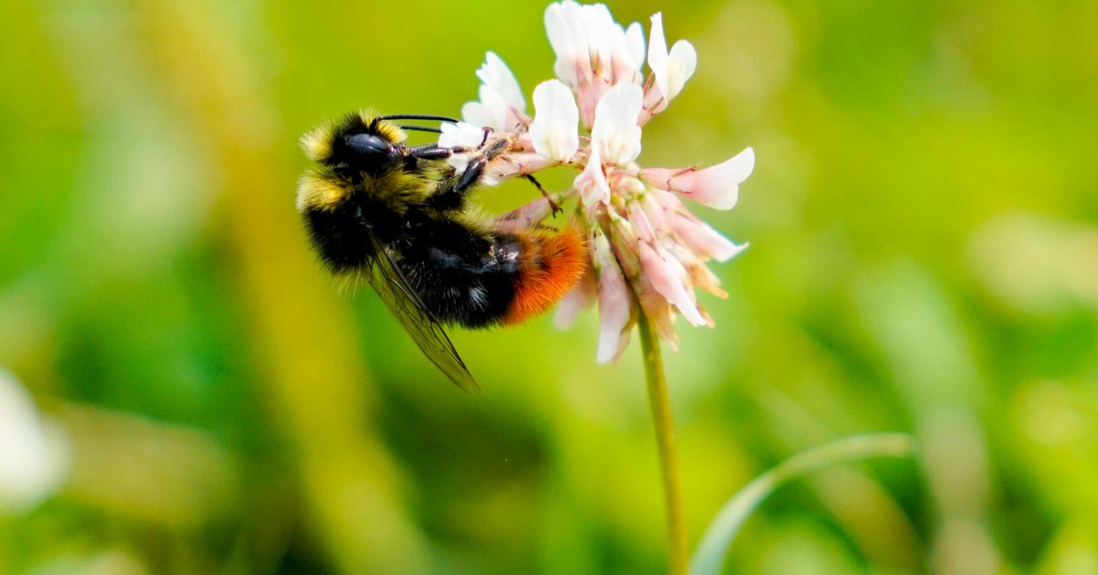 Dei pollinerande insekta er truga av at me bygger ned og forureinar leveområda deira, endrar klimaet, intensiverer jordbruket og introduserer framande artar, skriv Gaute Eiterjord. Foto: Fredrik Hagen / NTB
