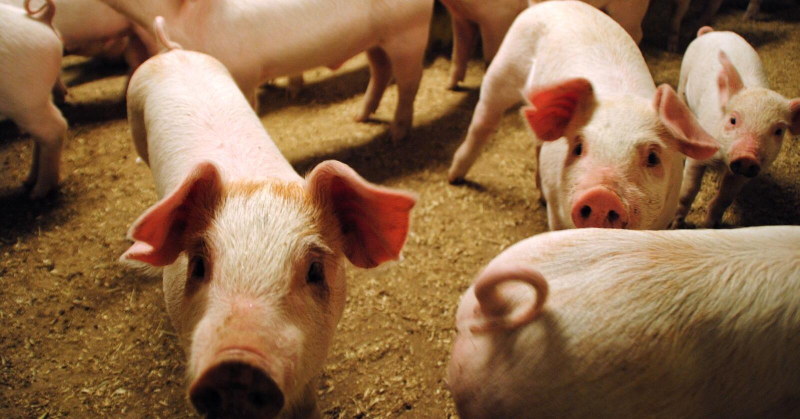 Dyrevelferd: Mye har skjedd  de siste årene rundt velferd for grisen, skriver kronikkforfatteren. Illustrasjonsfoto: Lars Bilit Hagen 
