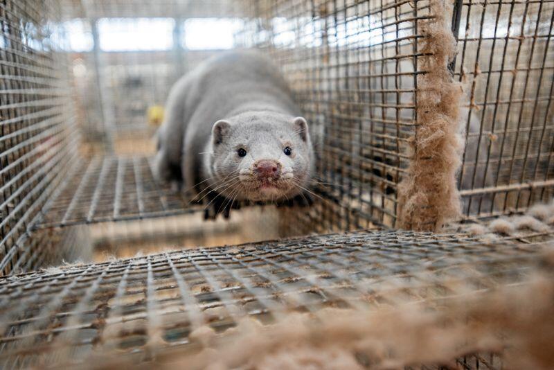Sverige har i ett år forbudt opprett av mink grunnet frykt for smitte av koronavirus mellom dyr og mennesker. Foto: Havard Zeiner