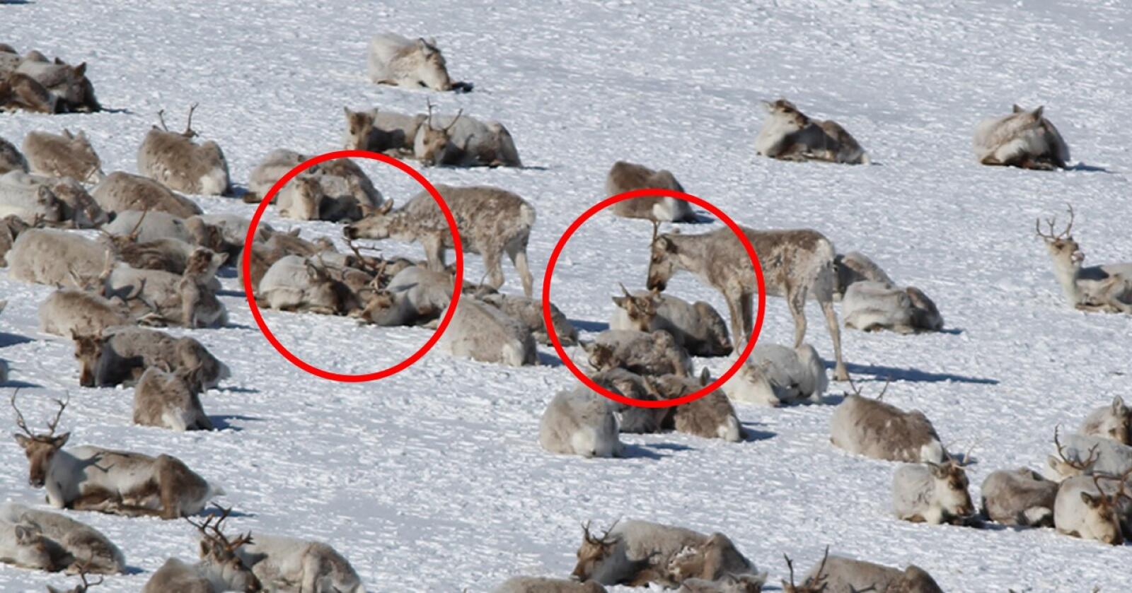 På bildet ser man tydelig at to reinsdyr gnager på gevirene til andre dyr, tilsynelatende uten at reinene bryr seg nevneverdig. Foto: Peter Köller/Norsk Villreinsenter