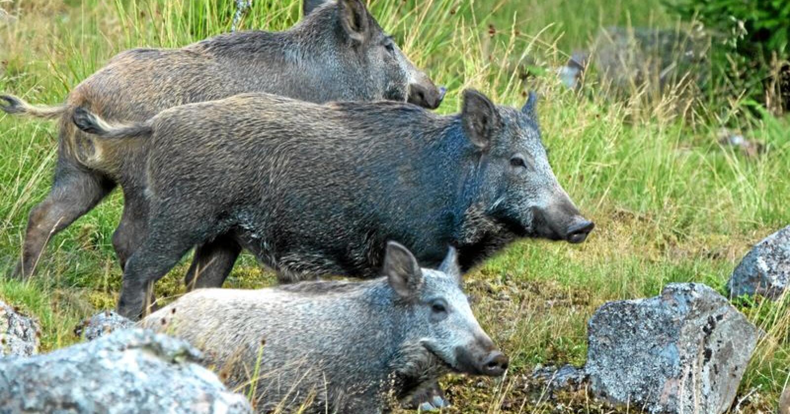 Dyre i kosten: Villsvin ødelegger skog og avlinger. Foto: Lennart Hansson