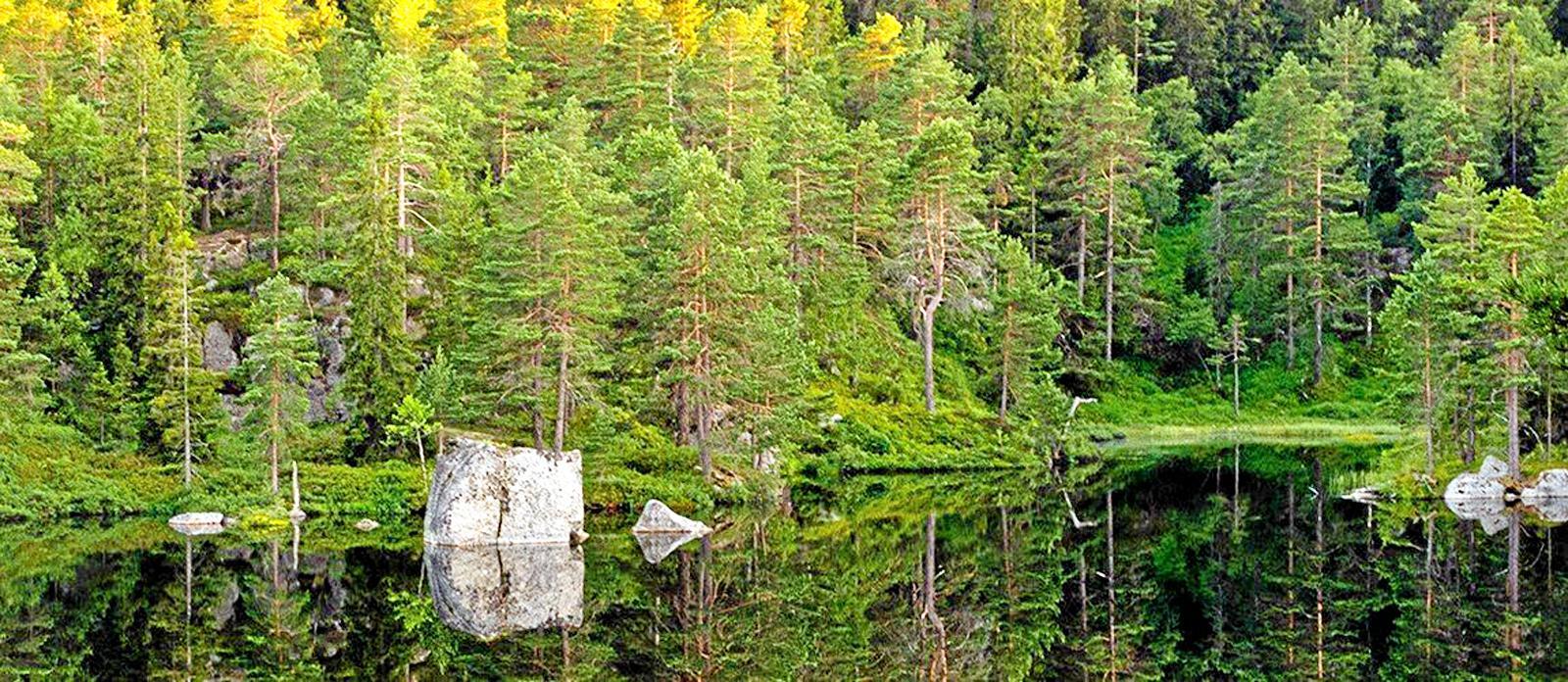 Norges arvesølv: Skogen i Norge har i uminnelige tider vært nyttet av mennesket, og et mangfold av dyr, planter og sopper lever sine liv i skogen. Foto: Nibio