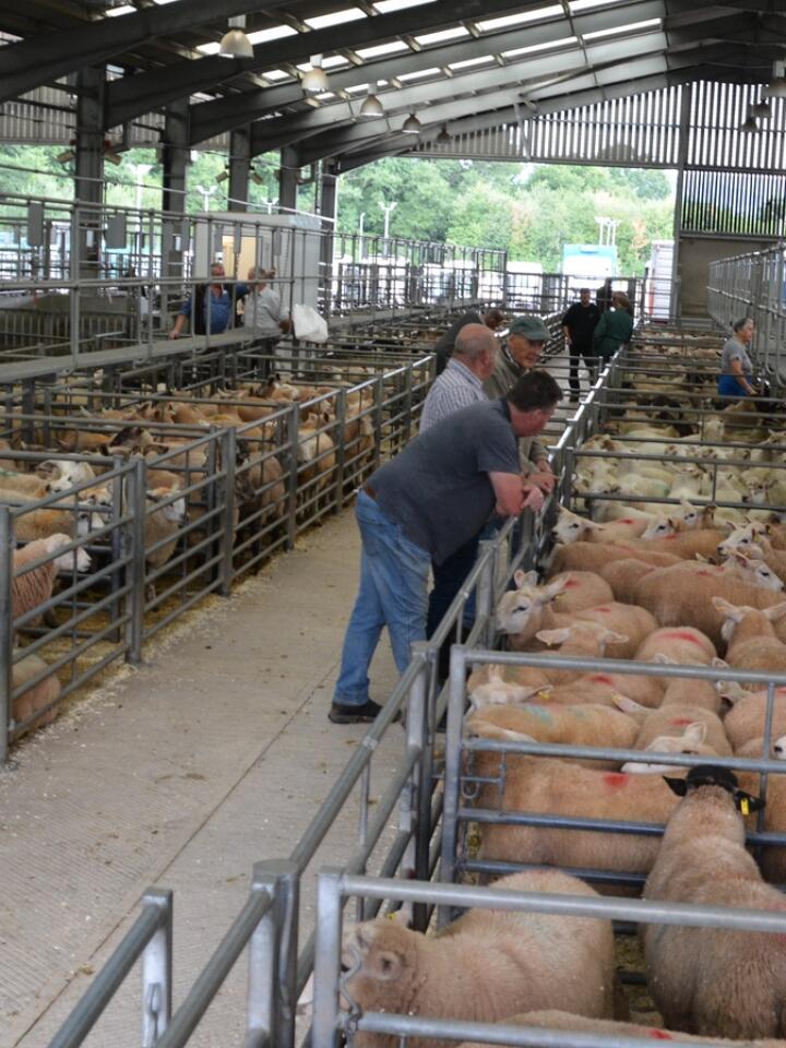 Børs: På sauebørs i Monmouthshire skal over 2 000 slaktelam skifte eier. Lammene er plassert i binger, såkalte «lots», på 6–15 dyr pr. binge, 200 binger totalt. 