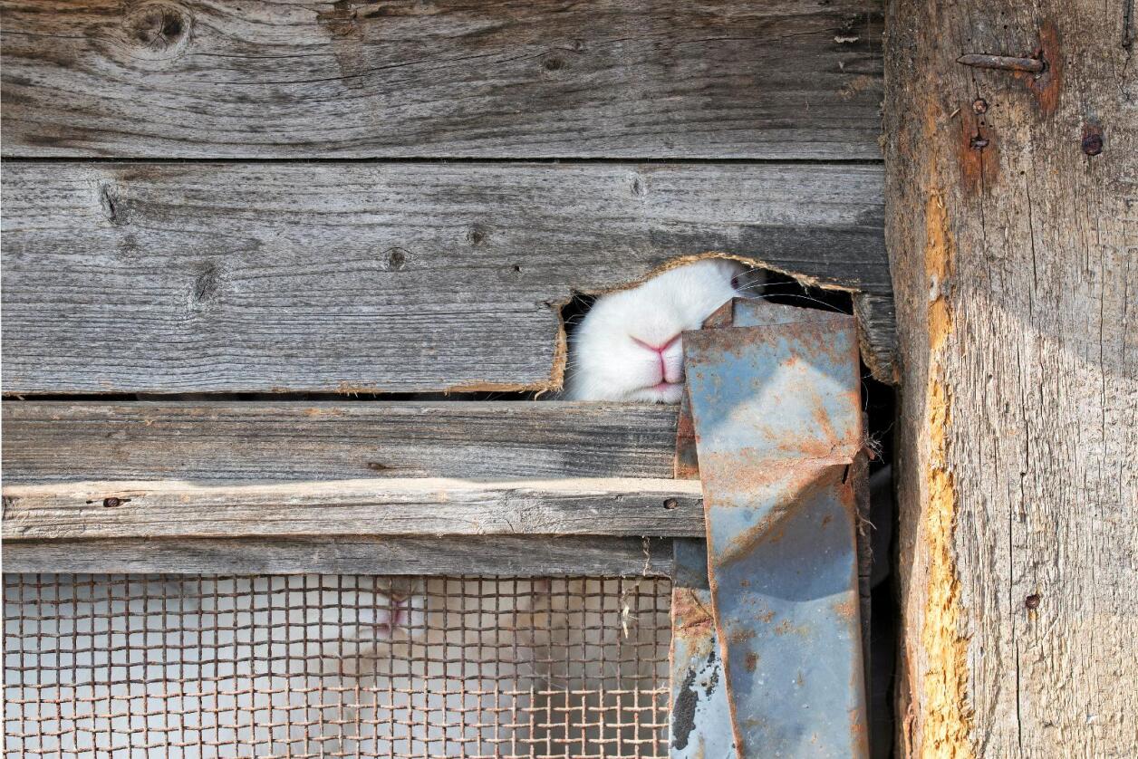 Trenger varme og plass: Kaniner er ikke laget for å sitte i iskalde bur.  Foto: Nerijus Juras / Mostphotos