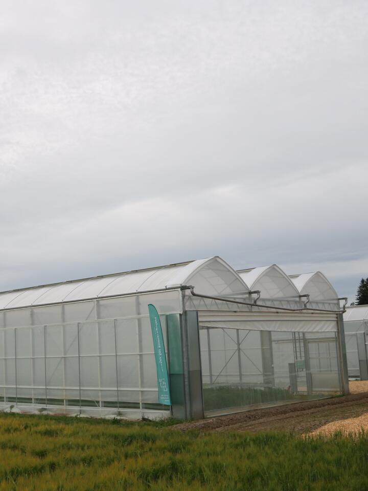 TØRKE: På Vollebekk ved NMBU har planteforskerne satt opp to veksthus der de skal teste nye sorter for tørketoleranse, ved å gjenskape sommeren 2018 hvert år. 