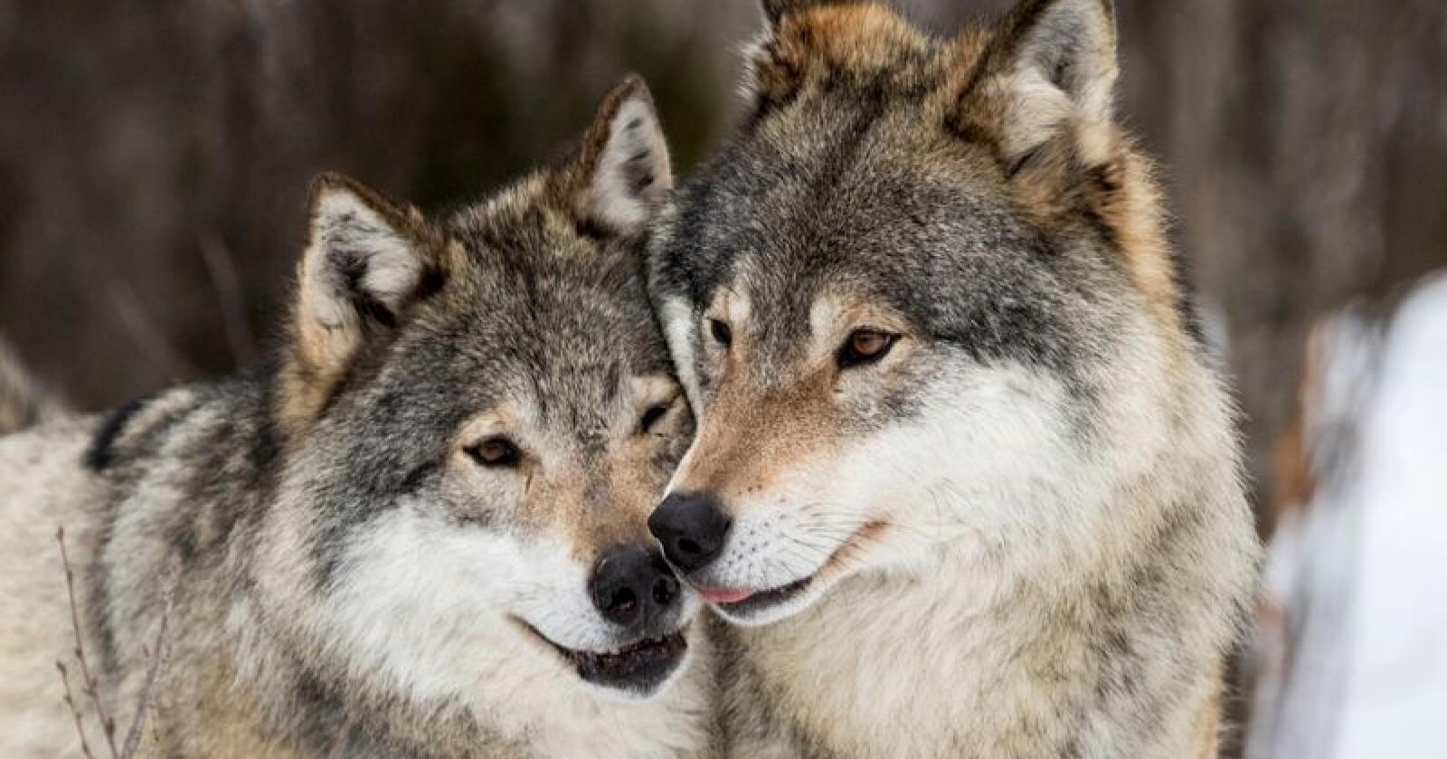 De nye reglene for ulvejakt skiller mellom ulver som er enslige og ulver som har fast følge. Foto: Heiko Junge / NTB Scanpix