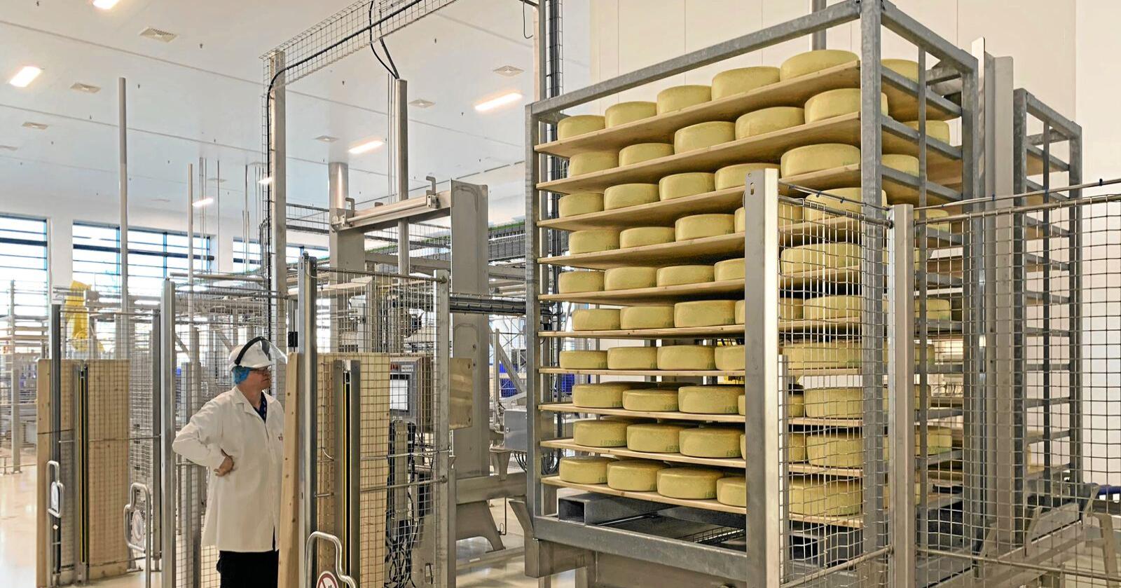 Jarlsberg-osten som produseres i Irland går til det europeiske markedet. Foto: Tine
