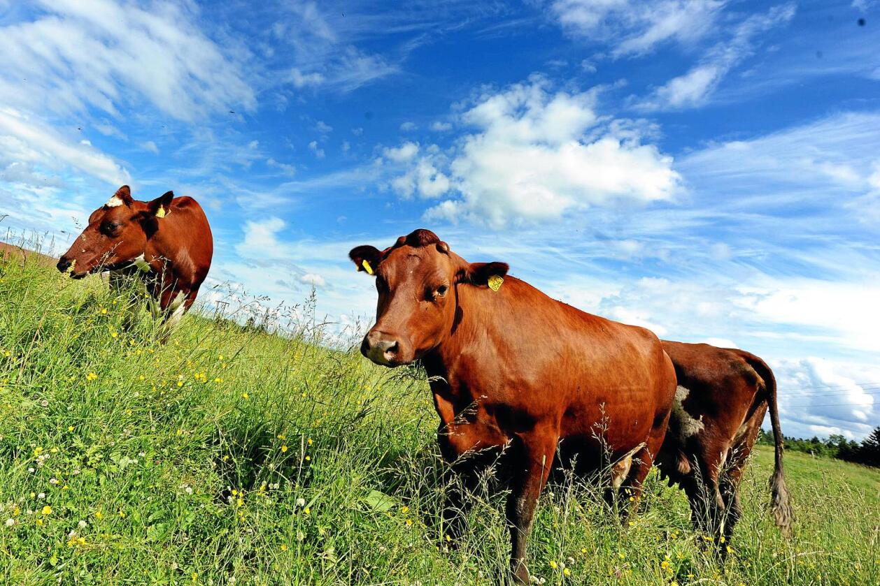 Rødt kjøtt: Dersom vi skal produsere mat basert på norske ressurser trenger vi husdyr som kan utnytte gras og beite, skriver kronikkforfatteren. Foto: Siri Juell Rasmussen