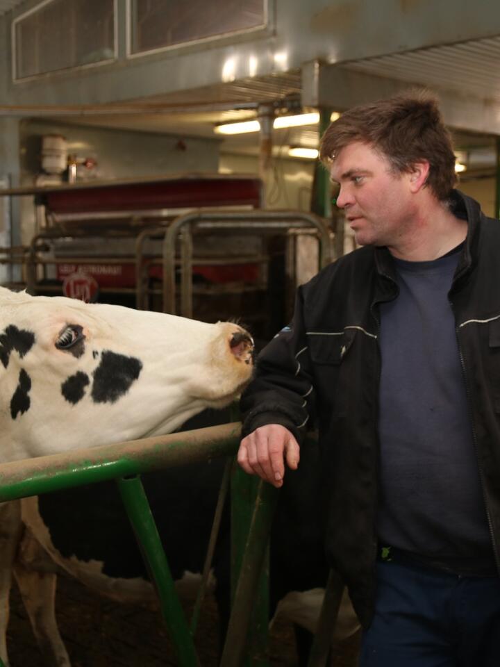 AVDRÅTT: Holsteinbuskapen til Svein Nedremyr var buskapen med den høgaste mjølkeytinga i landet i fjor, ifølgje fagbladet Buskap.