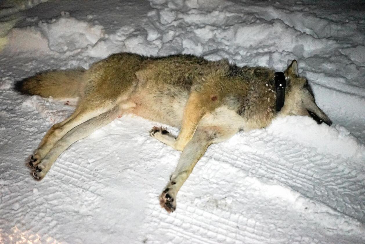Ulven som ble skadeskutt lørdag er nå funnet og avlivet. Bildet er av en annen ulv som ble skutt i Osdalsreviret denne uken. Foto: Benjamin Hernes Vogl