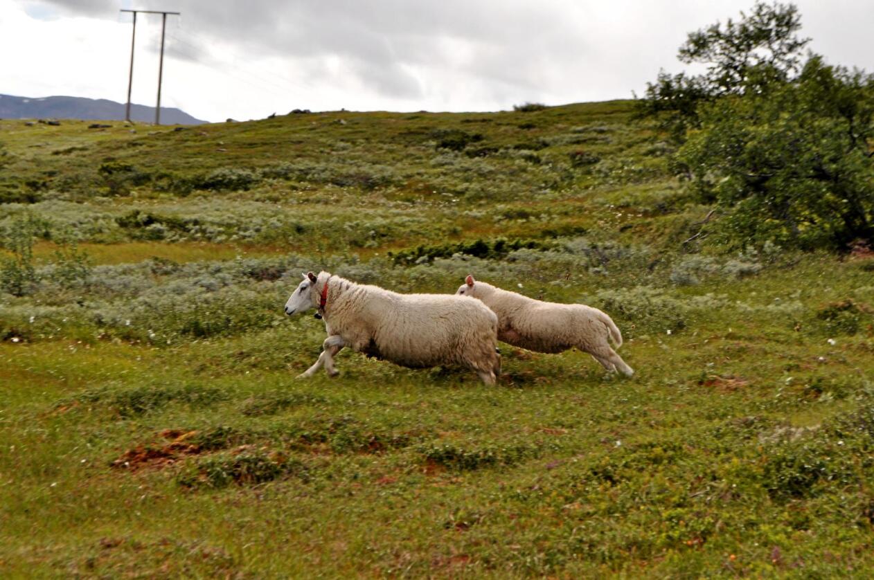 Treige?: Norske sauer i utmark. Foto: Hilde Lysengen Havro