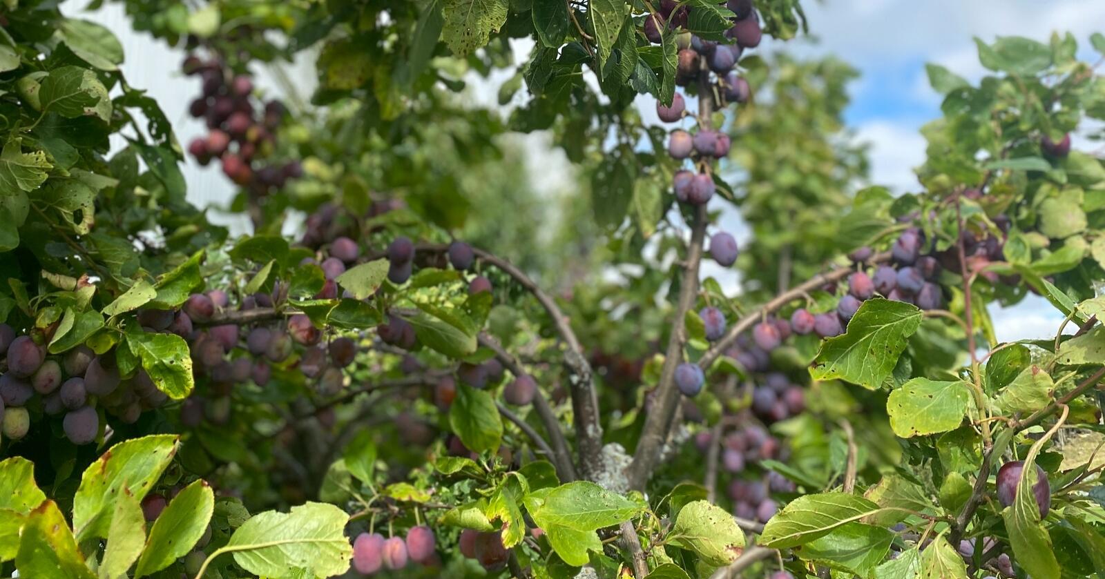 UÅR: Mens plommetrærne bugnet av frukt i fjor, er det svært dårlige forhold for plommedyrkere, spesielt på Vestlandet i år. Bildet viser plommer i Innlandet. Foto: Iver K. Gamme