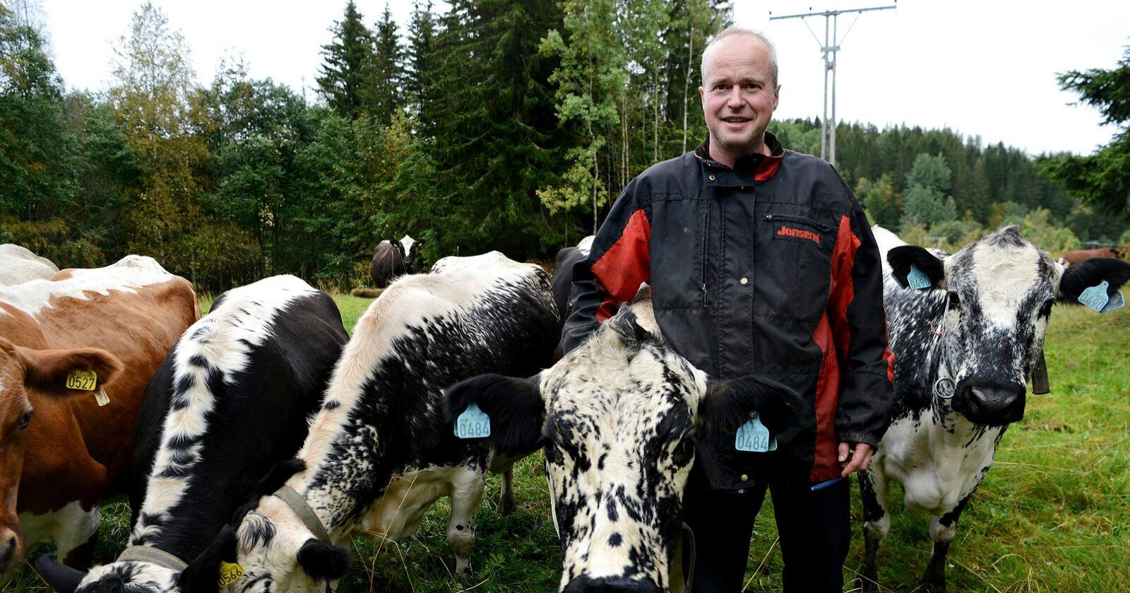 Ola Hammer Langleite driver med sidet trønder- og nordlandsfe i Snåsa, det kan være smart for andre også, mener han. Foto: Birger Ringseth
