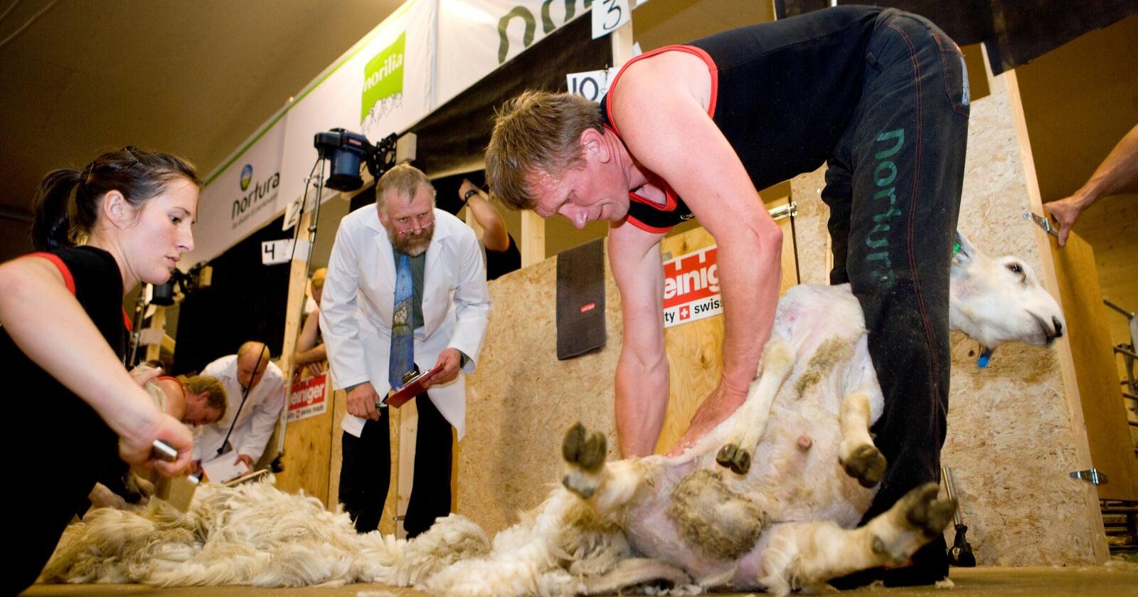 KVALITET: I år er det ekstra viktig å levere ull av god kvalitet. Arkivfoto: Marcus Pasveer