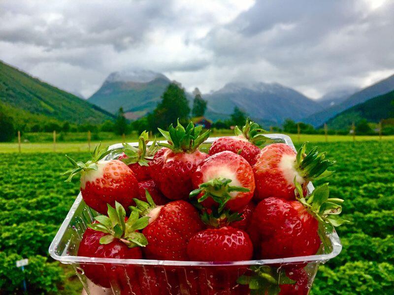 Et prosjekt mellom Norgesgruppen, Bama og Gartnerhallen skal få opp produksjonen og salget av norsk jordbær. Foto: Audun Skjervøy