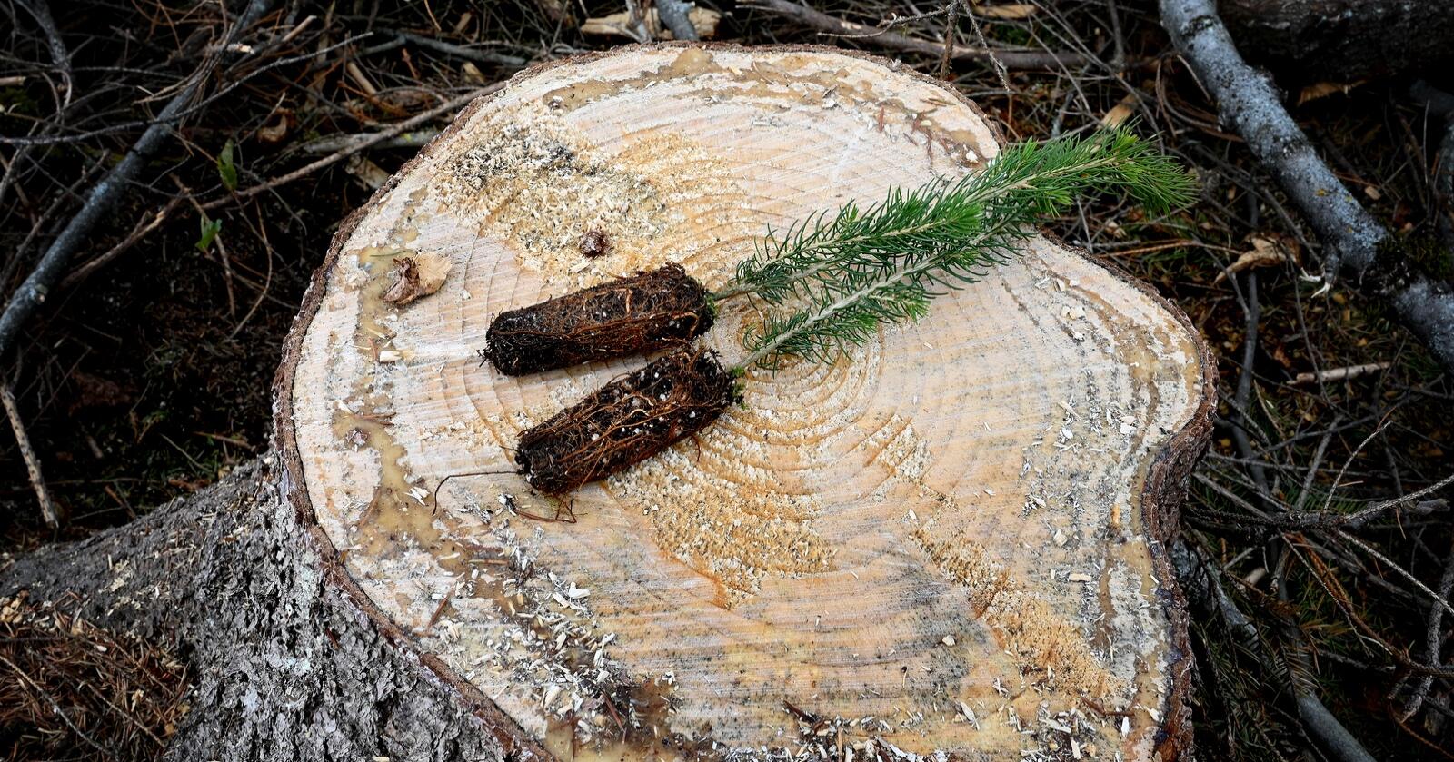 I prosjektet «Virkningen av økt granplanting i skog på Vestlandet» har forskere sammenlignet klimaeffekten av plantet granskog og naturlig bjørkeskog på Vestlandet. Illustrasjonsfoto: Mariann Tvete 