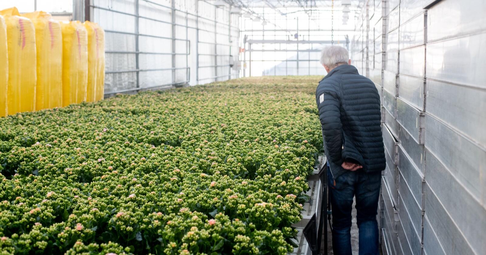 Regjeringa har vurdert å vrake strømstøtte til blomsterprodusenter. Foto: Vidar Sandnes