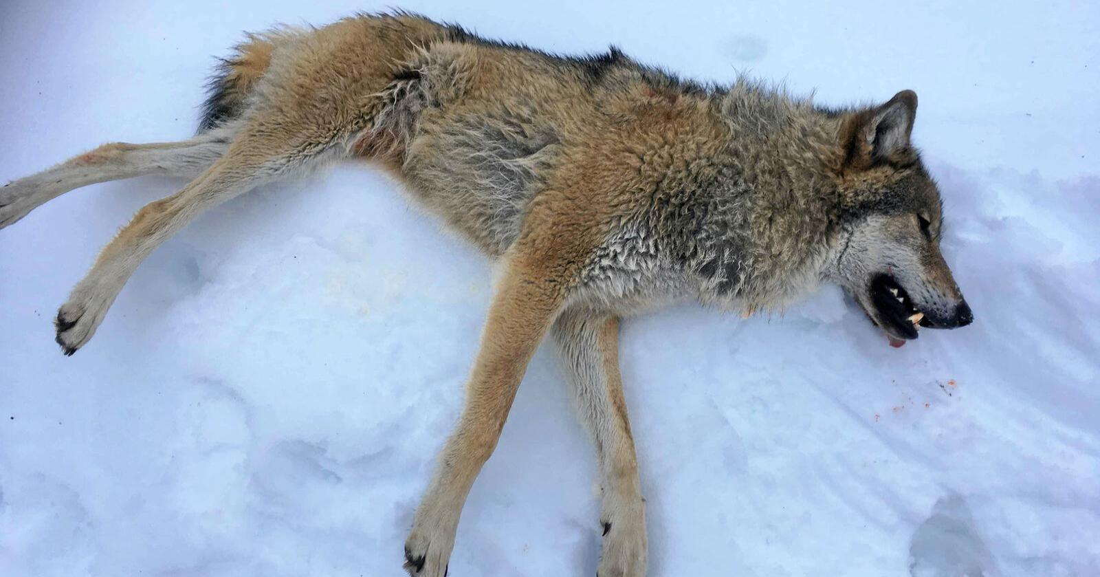Denne ulven ble skutt i Våler i Hedmark torsdag. Foto: Privat