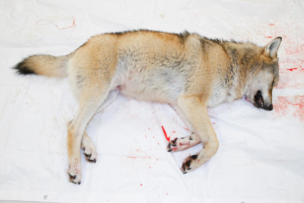 To ulver ble skutt under lisensjaktas første dag. Foto: Erik Ola Helstad / Statens naturoppsyn
