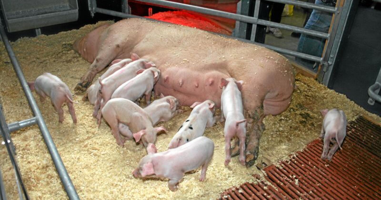 Dugnad: Leiaren i Bondelaget oppfordrar grisebønder til å bli med på ein dugnad for å redusere talet på grisungar og betre marknadsbalansen for å få opp prisane. Foto: Bjarne Bekkeheien Aase
