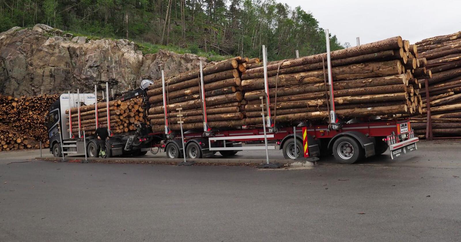 Tvilsamt: Skogbruket si miljøsertifisering har hol, skriv innsendaren. Foto: Siri Juell Rasmussen