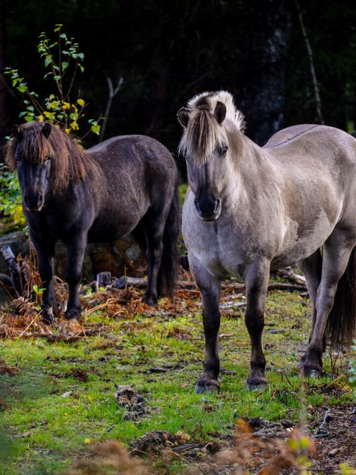 I 2000 ble det godkjent 586 tonn hestekjøtt til menneskemat i Norge, i 2020 var det kun 17 tonn. (Foto: Marie Hatlevoll)