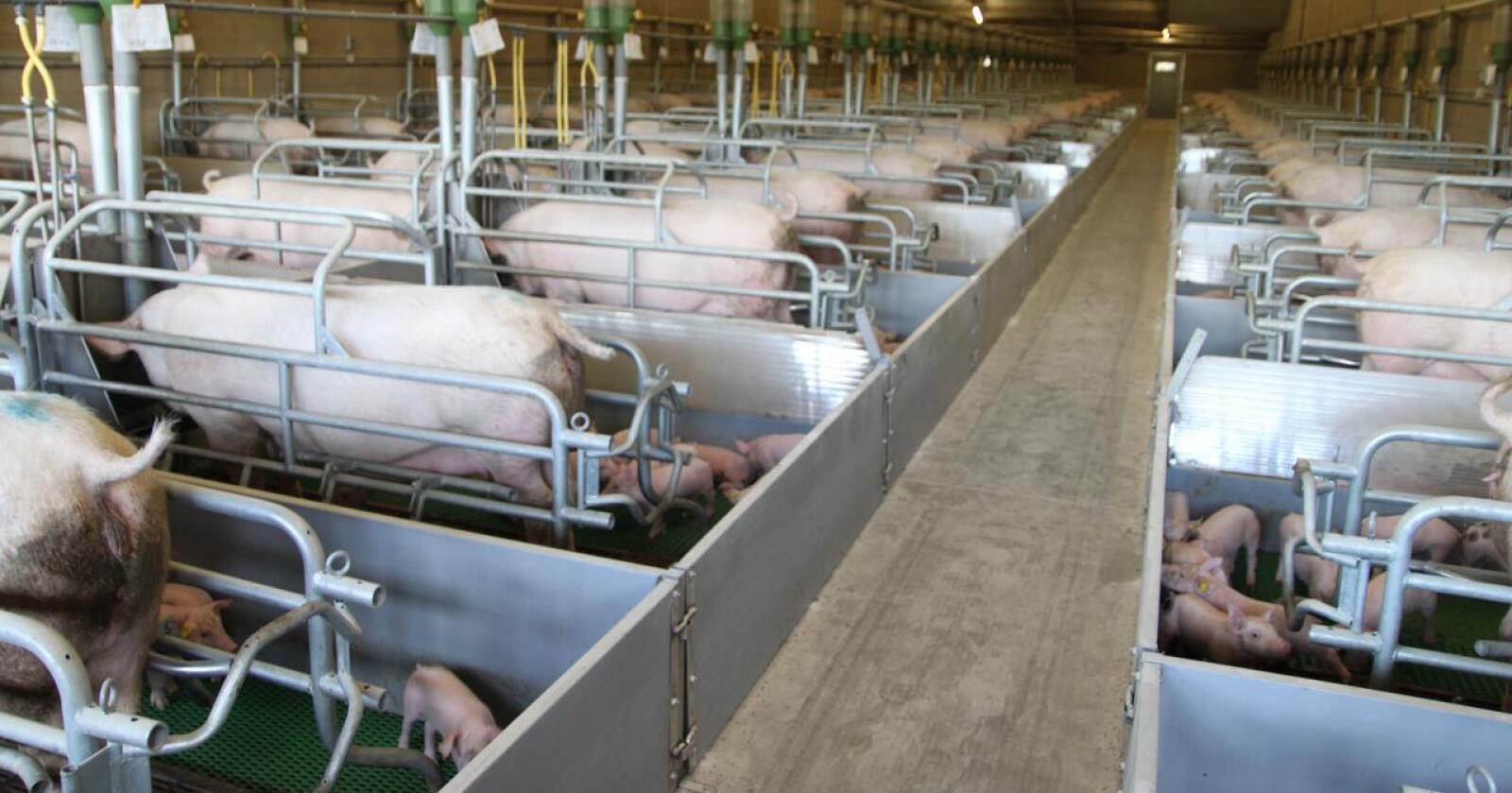 Ulike krav: I utlandet holder ofte ikke svineproduksjonen samme standard som i Norge. Dette bildet er fra Nederland. (Foto: Øystein Heggdal)