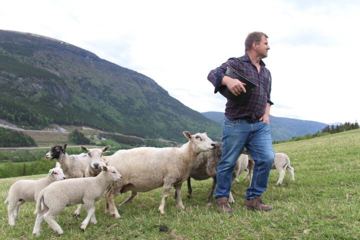 FRAMOVERLENT: Sauebonde Odd Arne Myromslien fra Kvam i Gudbransdalen gjør mange aktive tiltak for å forbedre sauedrifta. 