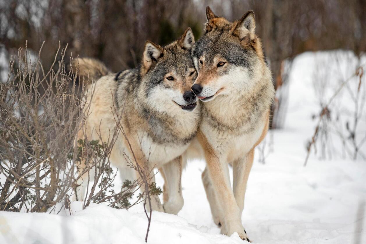 Tar sau: I sommer har ulv tatt flere sauer på beite utenfor ulvesonen. Foto: Heiko Junge / NTB scanpix