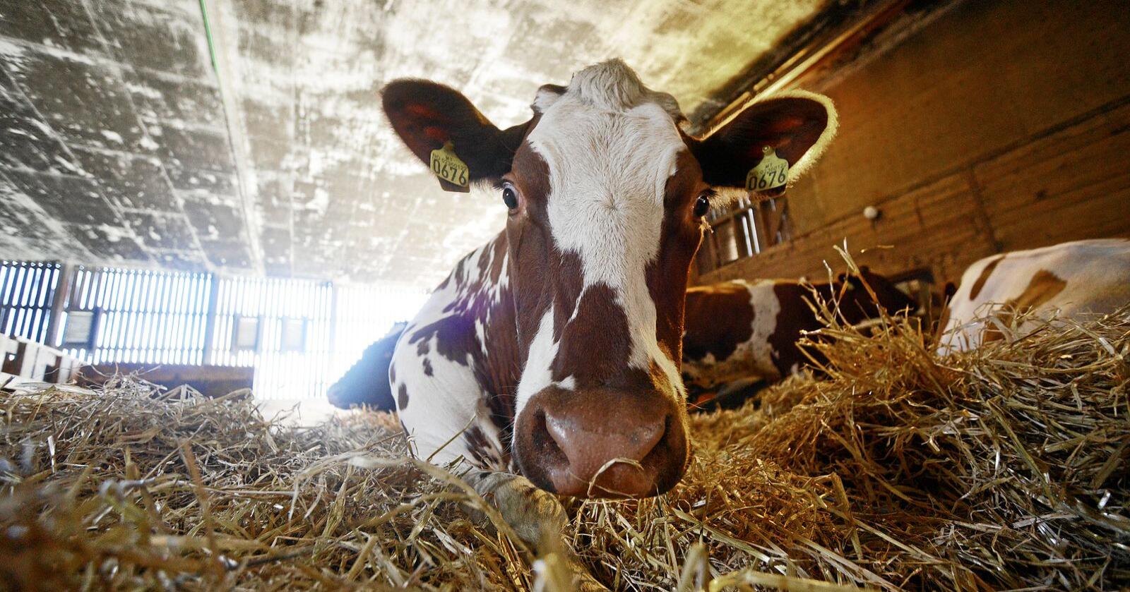 Fôring og gjødsling er blant tiltakene som kan få ned utslippene fra norsk melkeproduksjon spesielt og norsk landbruk generelt. Foto: Siri Juell Rasmussen
