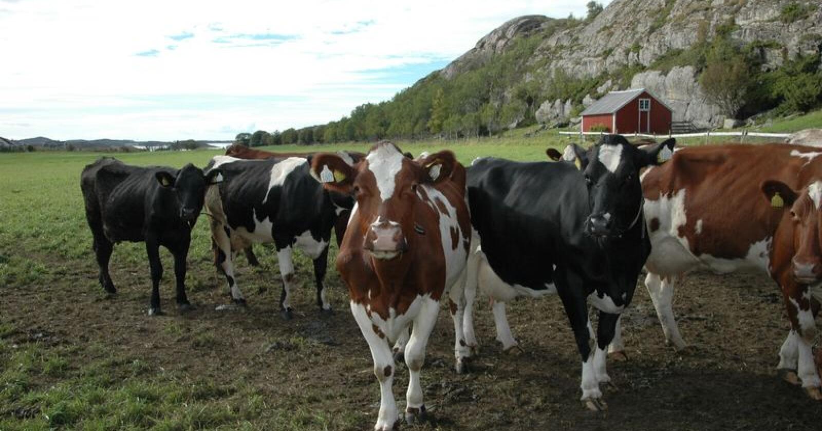 Det vil bli dyrt å tilpasse melkeproduksjonen til Jarlsberg-utfasinga. En tilsvarende stor nedgang i melkeproduksjonen vil med framskriving av forbruket komme hvert femte år, forteller Tines nestleder. (Arkivfoto)