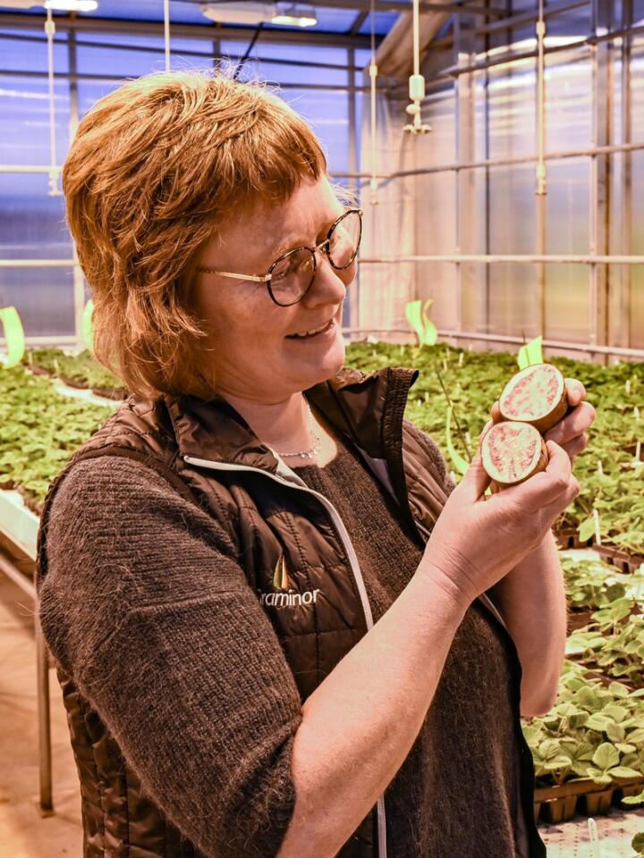 Potetteam: Anja Haneberg jobber som forsøkstekniker hos Graminor, hun er med i teamet som utvikler nye potetsorter. De jobber i drivhus, ute på jordet, på lageret, kjøkkenet og i laboratoriet.