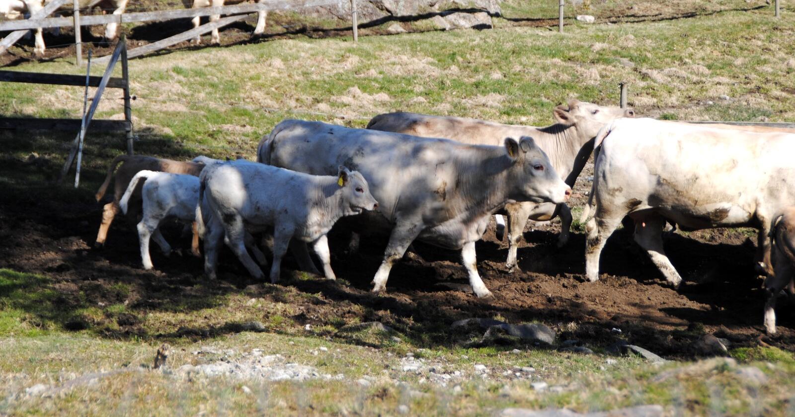 Tyr ønsker at bønder får 3000 kroner ekstra per ammeku som går på beite sammen med kalven sin. Foto: Lars Bilit Hagen