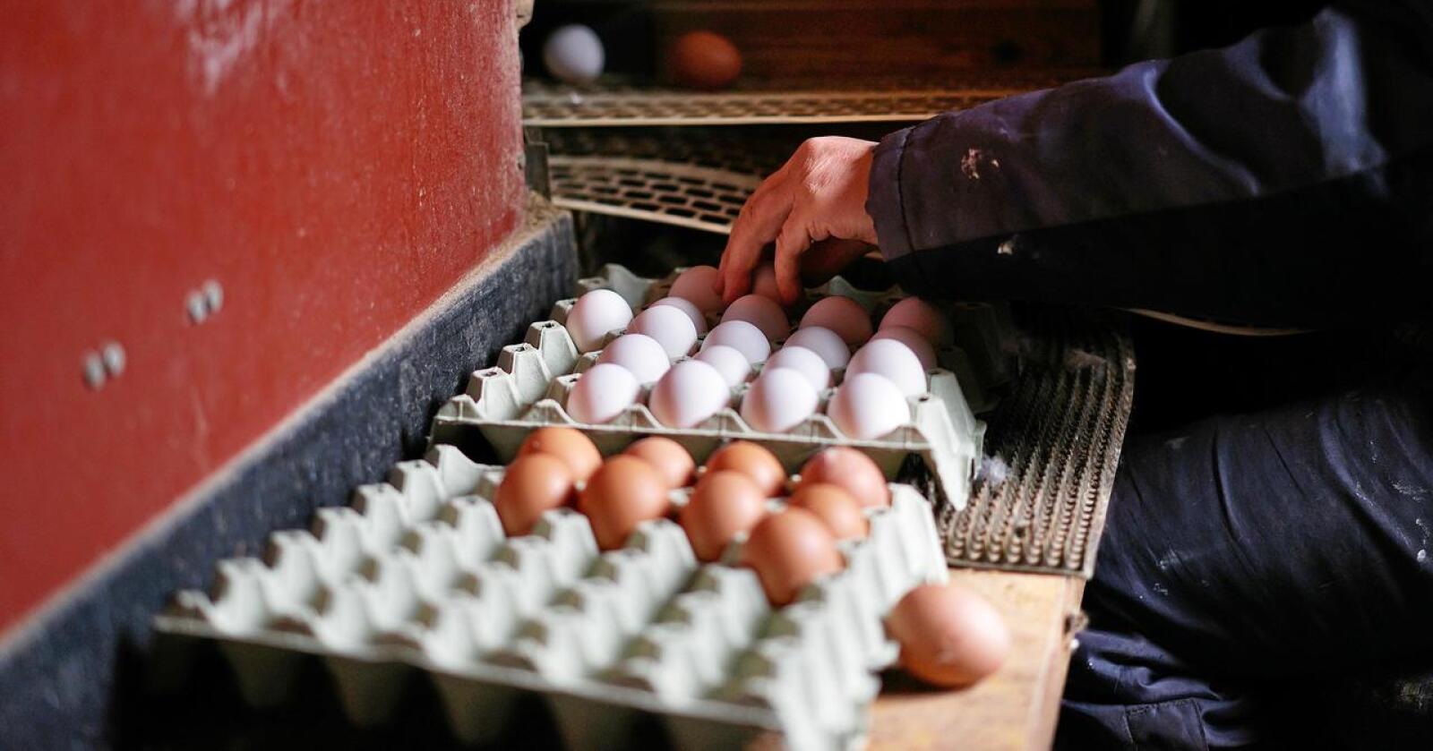Nesten hver femte eggprodusent har søkt om å stanse produksjonen det neste året. Foto: Benjamin Hernes Vogl