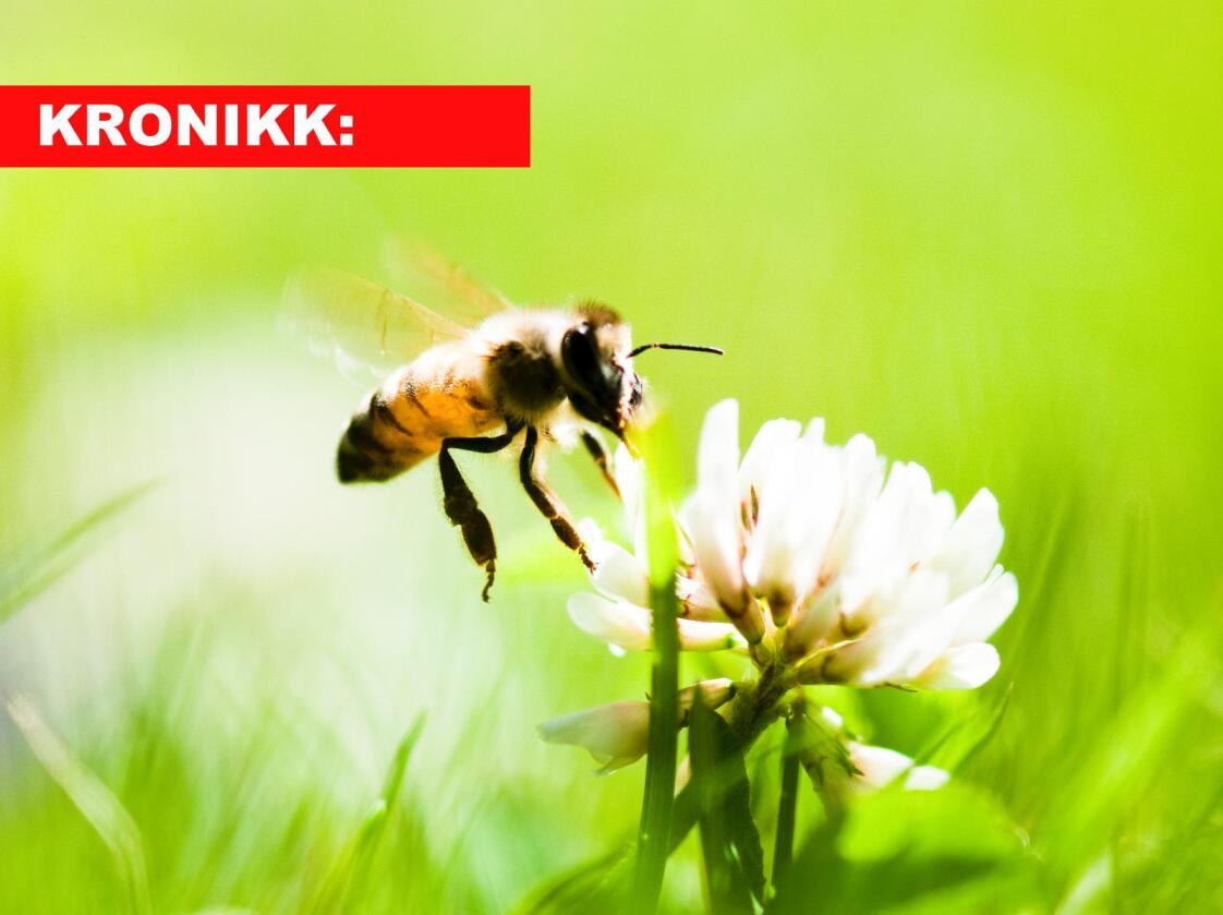 Avhengig: Globalt er 90 prosent av alle ville planter heilt eller delvis avhengig av pollinerande organismar. (Foto: Colourbox)
