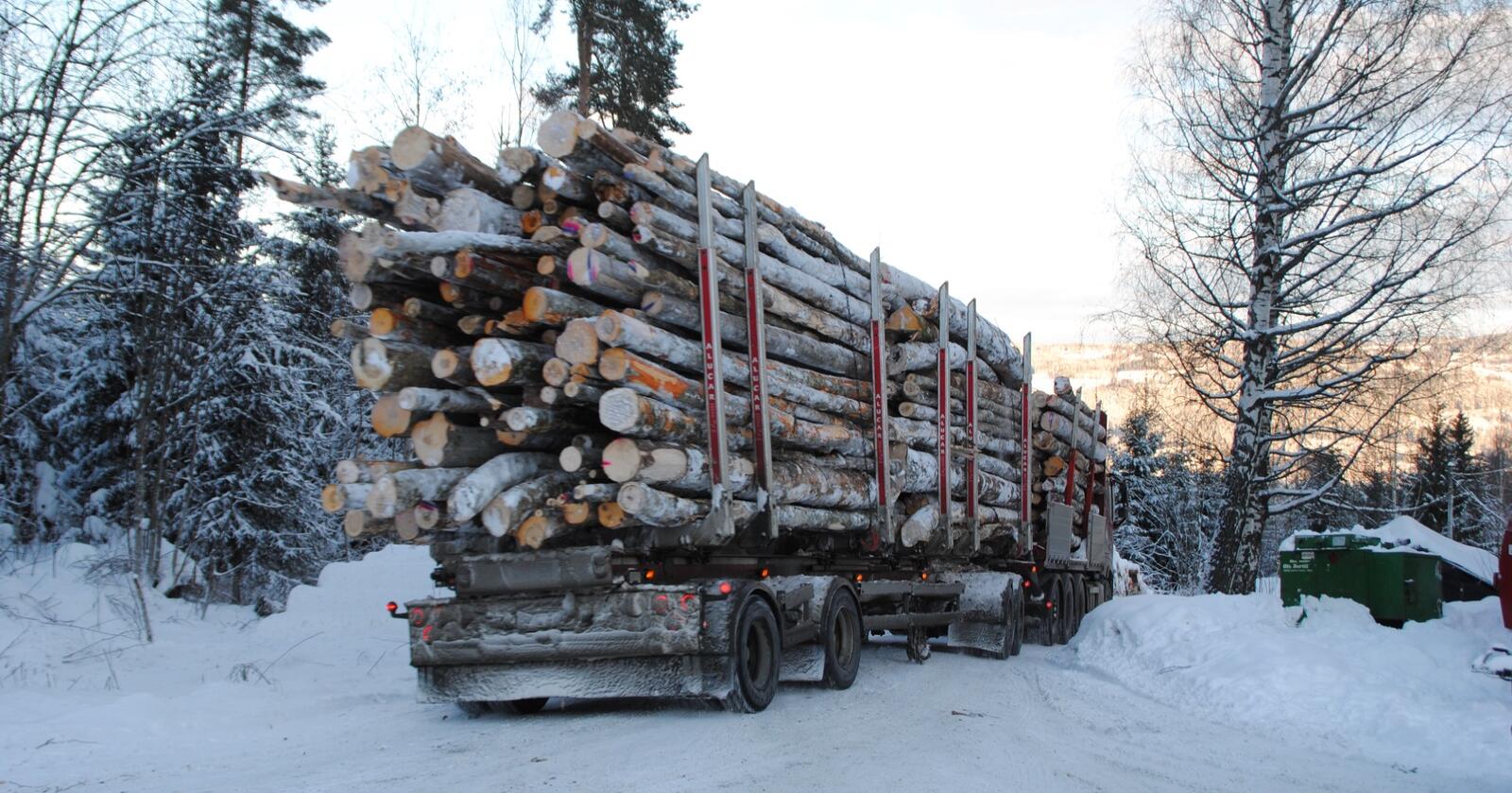 Russland hever eksportavgifter på tømmeret sitt. Det skaper trøbbel for Norge og Europa. Foto: Lars Bilit Hagen