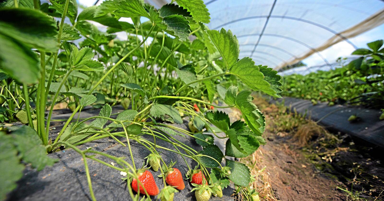 Mange i grøntsektoren, blant annet hos jordbærprodusenter har det vært vanlig med utenlandske sesongarbeidere for å få høsta alle jordbæra. Foto: Siri Juell Rasmussen