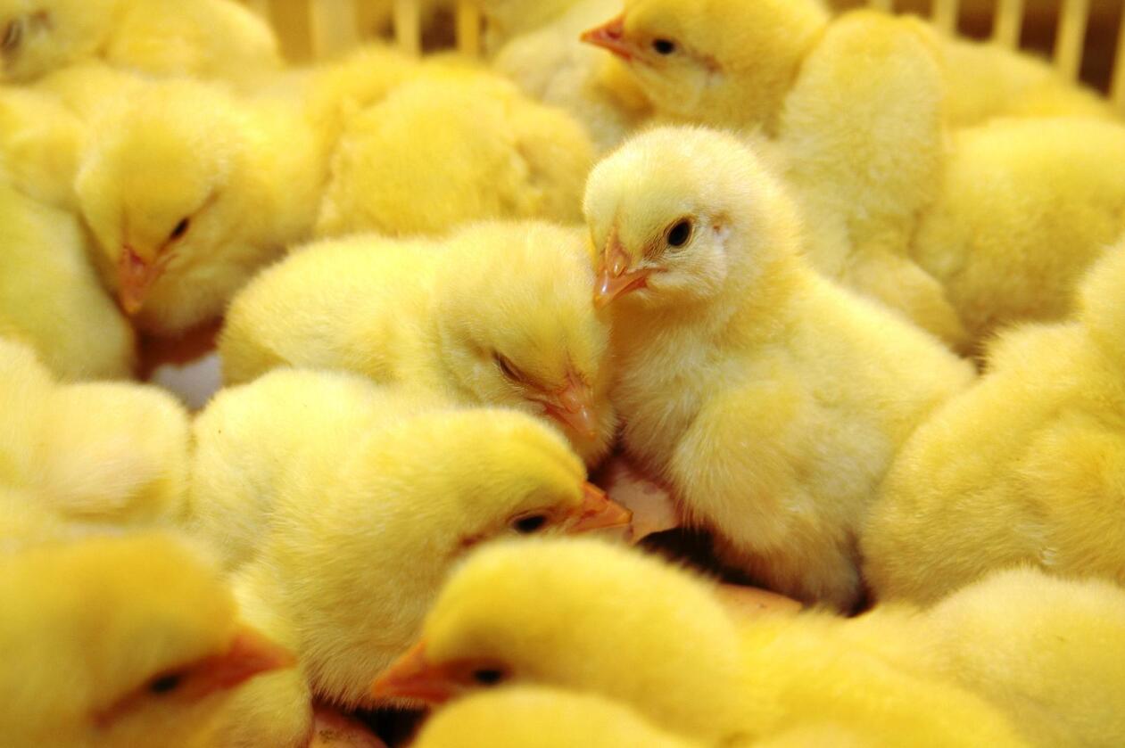 VOKSER RASKT: Dyrevernalliansen ønsker å forby kyllinger som denne, av typen Ross 308. Næringa mener kritikken ikke har tilpasset seg avlsutviklingen. (Foto: Camilla Mellemstrand)