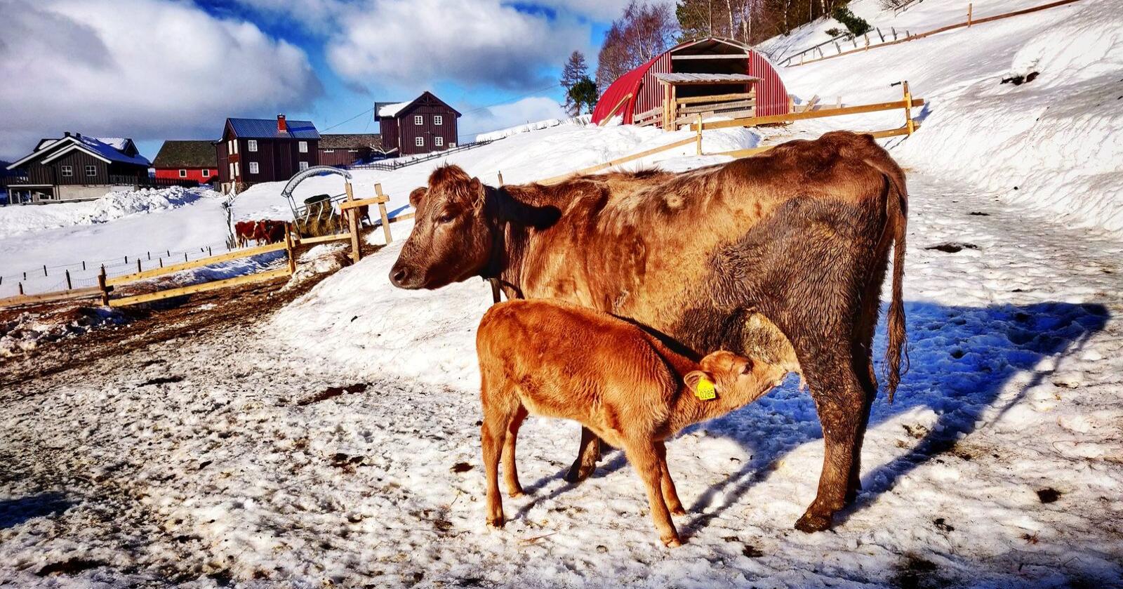 SAMMEN: Melkekyra og kalvene går sammen ute på melkebruket Sygarden i Vang. - Det er en radikal forbedring av dyrevelferden, mener Björn Nylander.