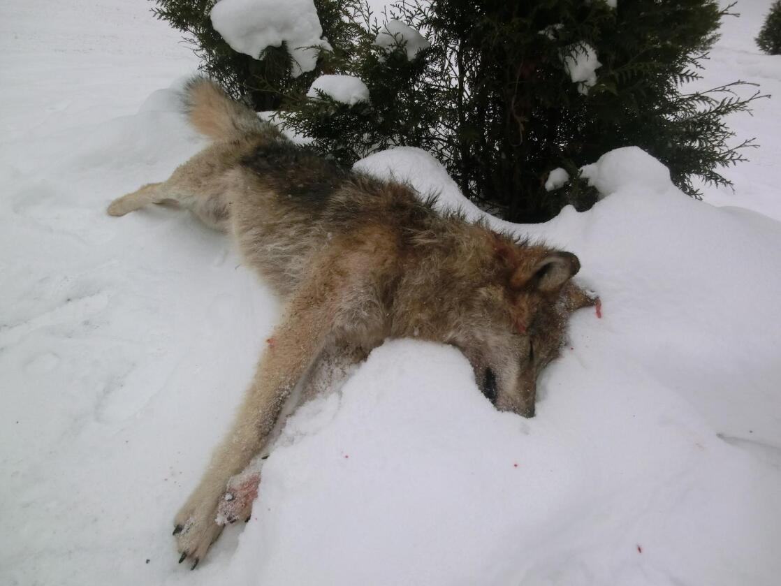 Denne ulven, som ble skutt i Nord-Odal i januar 2014, er med i forskningsprosjektet om ulvens genetiske opphav. Foto: Erik Ola Helstad, Statens naturoppsyn